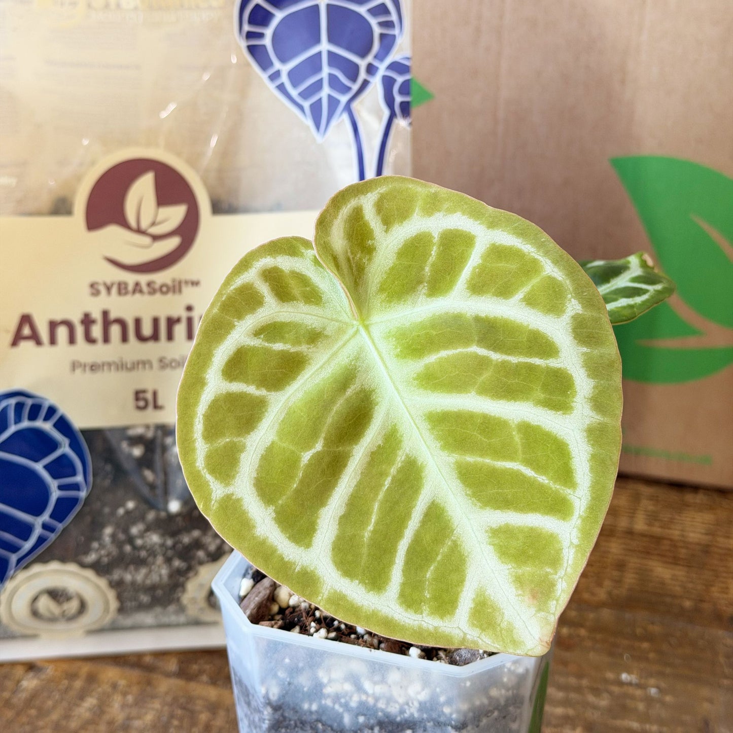 Anthurium potgrond