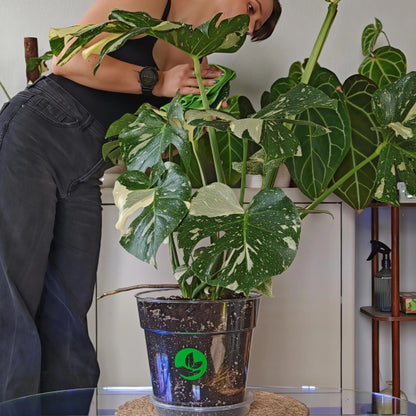 PRISM Clear Plant Pots