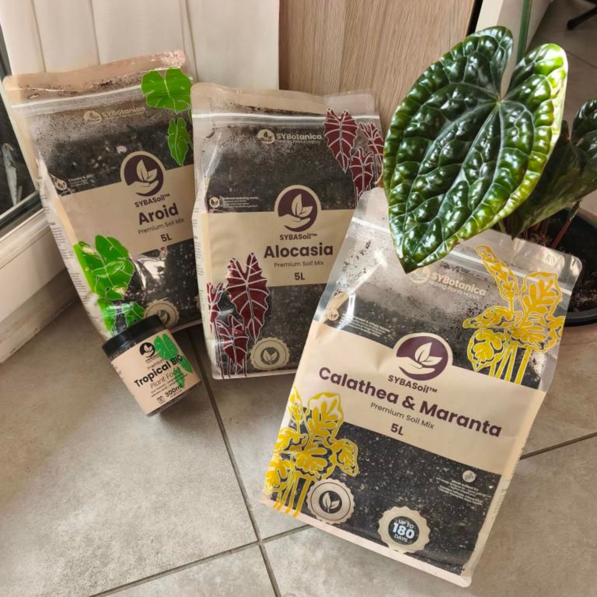 calathea plant fertilizer Buy Calathea & Maranta Soil Mix? ✓ Shipped quickly – Sybotanica