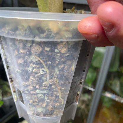 Zelfwaterende doorzichtige plantenpot