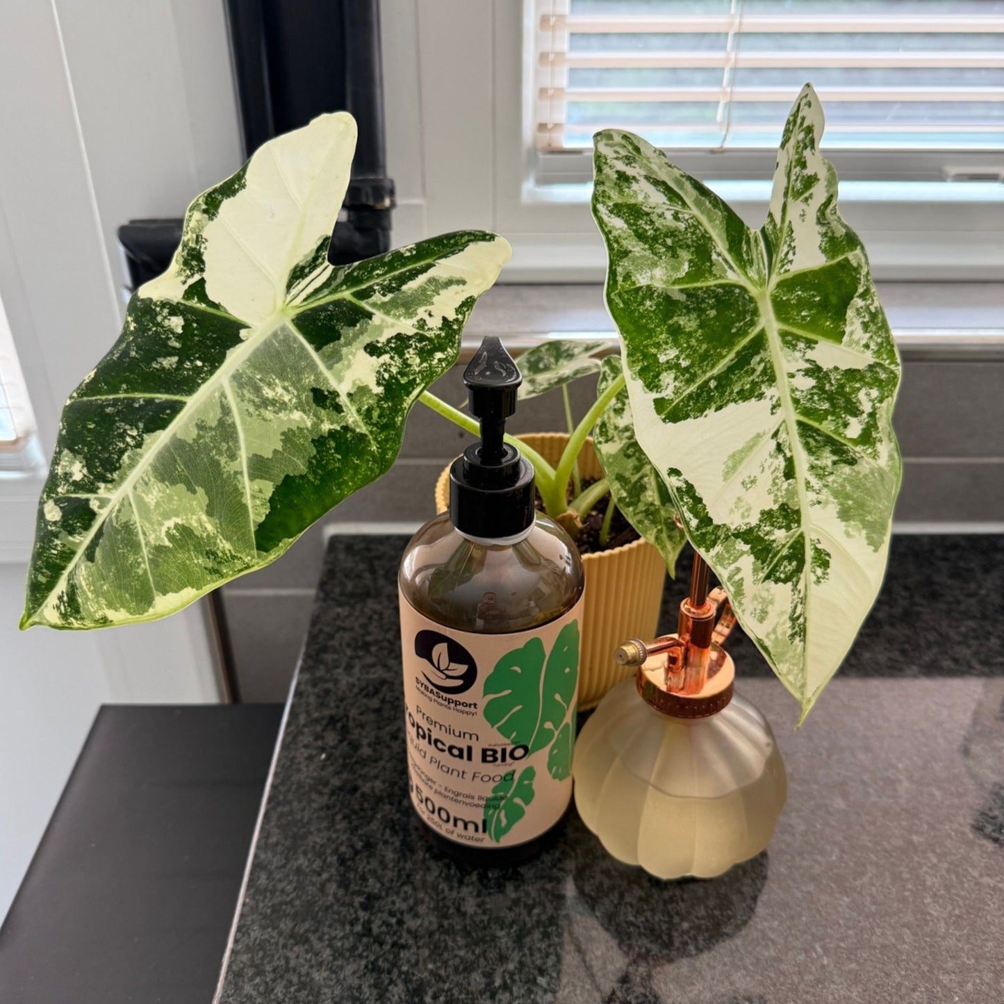 Engrais liquide BIO pour plantes tropicales