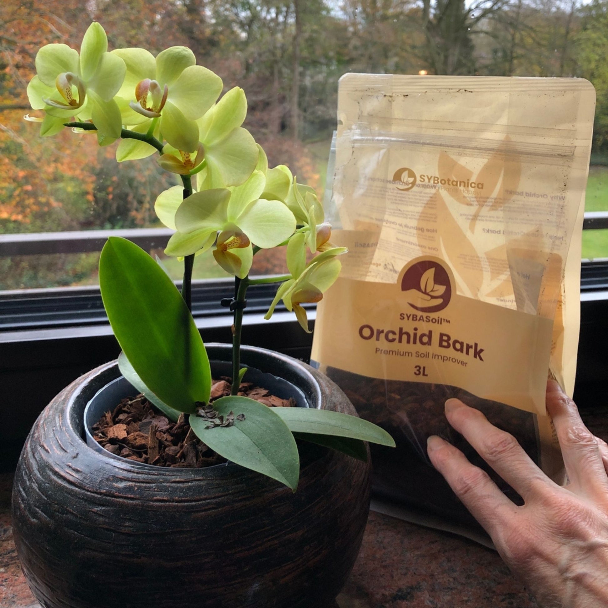 orchid bark for succulents Buy Orchid Bark? ✓ Shipped Quickly ✓ Small & Thick Bark – Sybotanica