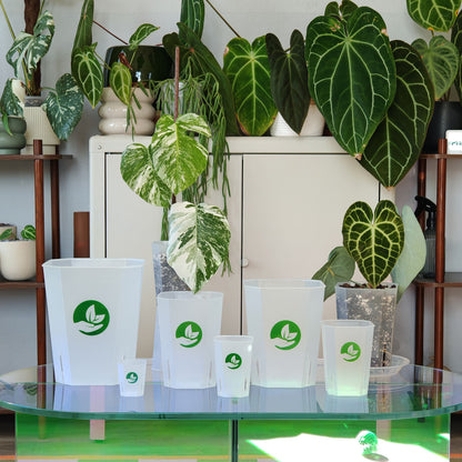 Quadratische durchsichtige Pflanztöpfe