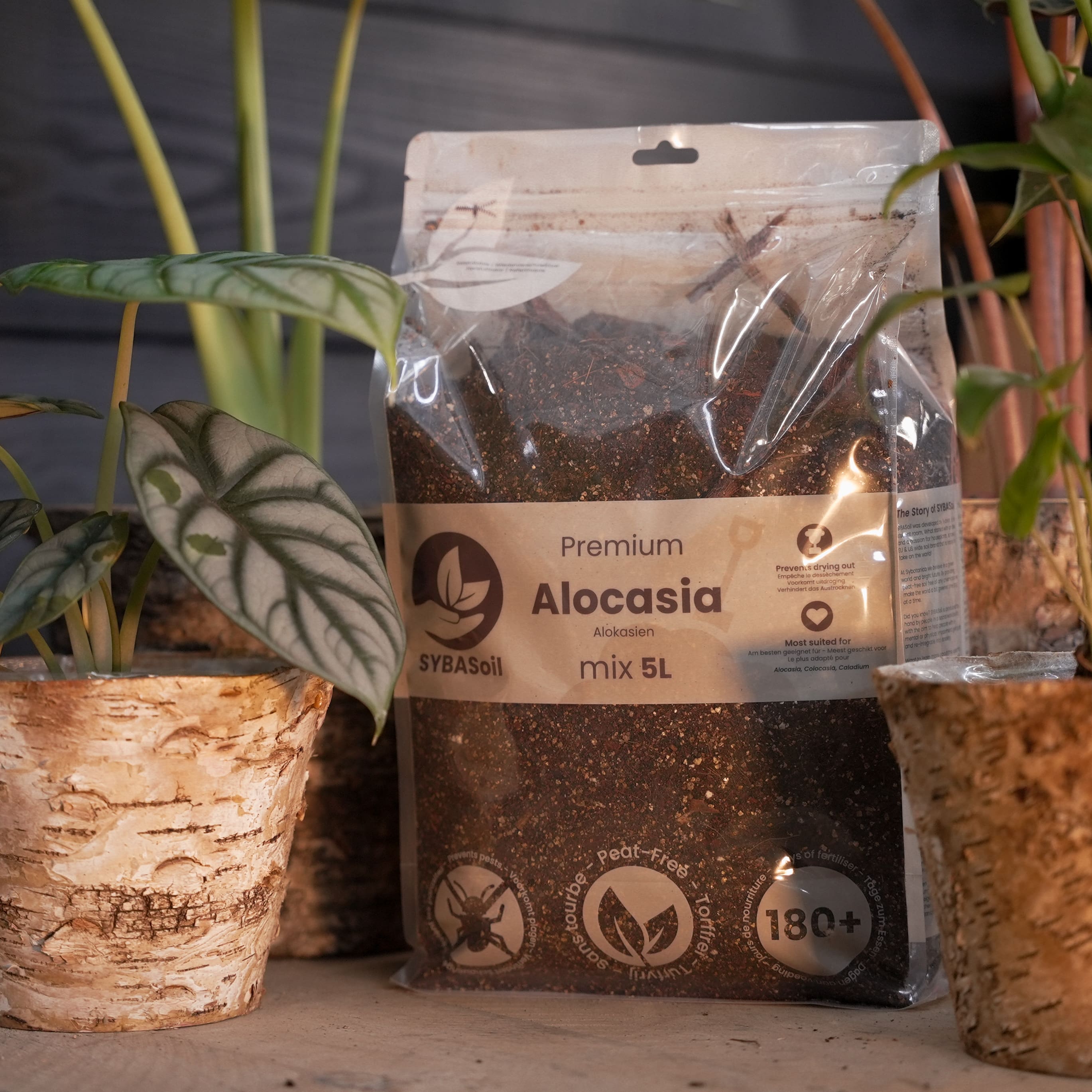 Buy DIY Tropical Jungle Mix Bundle ✓ Shipping Quickly – Sybotanica