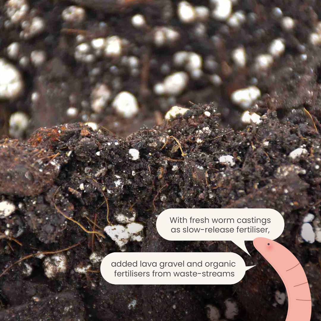 anthurium potting soil with cinder rock Anthurium Mix