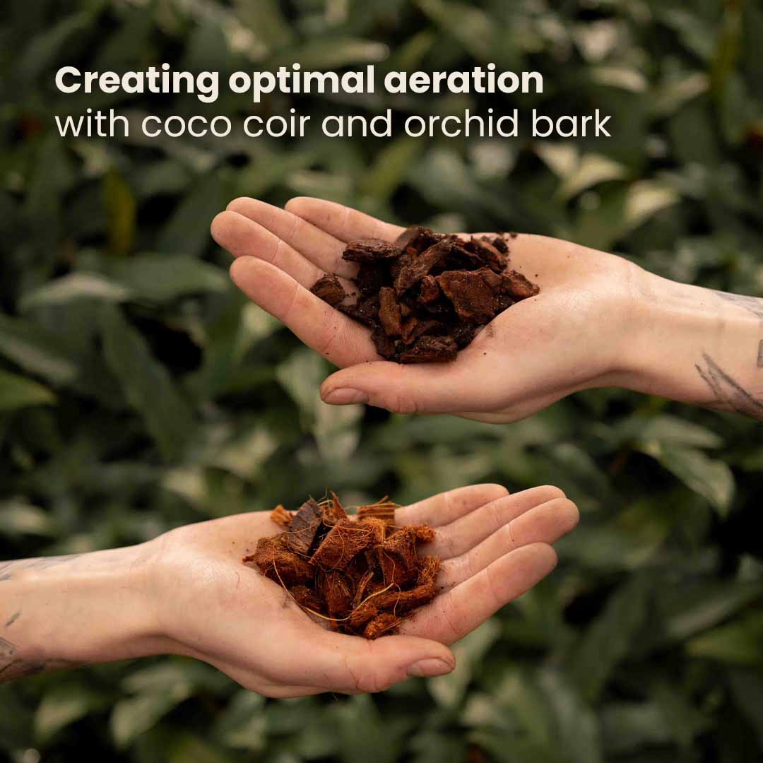 anthurium soil mix recipe Buy Anthurium Soil Mix? ✓ shipped quickly – Sybotanica