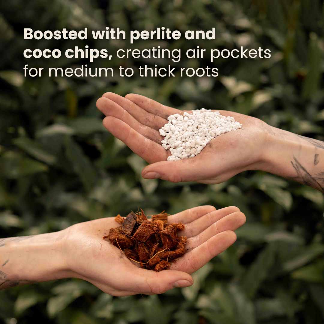 aroid potting mix diy Buy Aroid Soil Mix? ✓ Order before 16:30, shipped today – Sybotanica