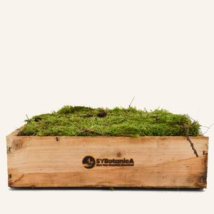 Wooden crate filled with green sheet moss, live sheet moss