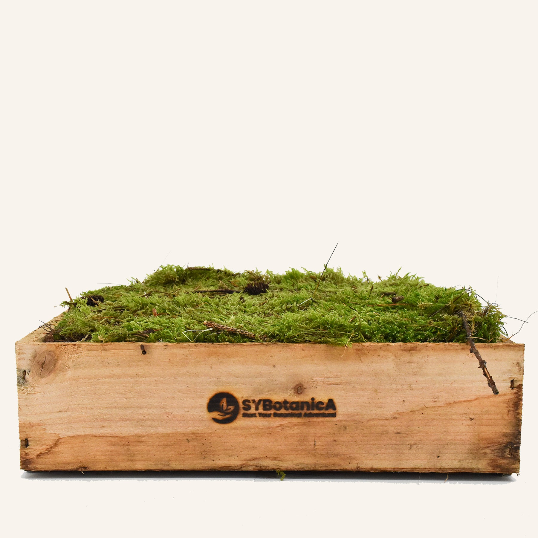 Live Feather & Sheet Moss for Terrariums, Vivariums, Bonsai, Reptile 1  Quart Bag