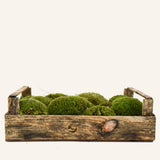 Cushion Moss
