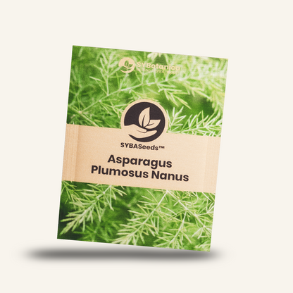 Seed packet labeled Asparagus Plumosus Nanus with fern imagery, sybaseeds 4-pack