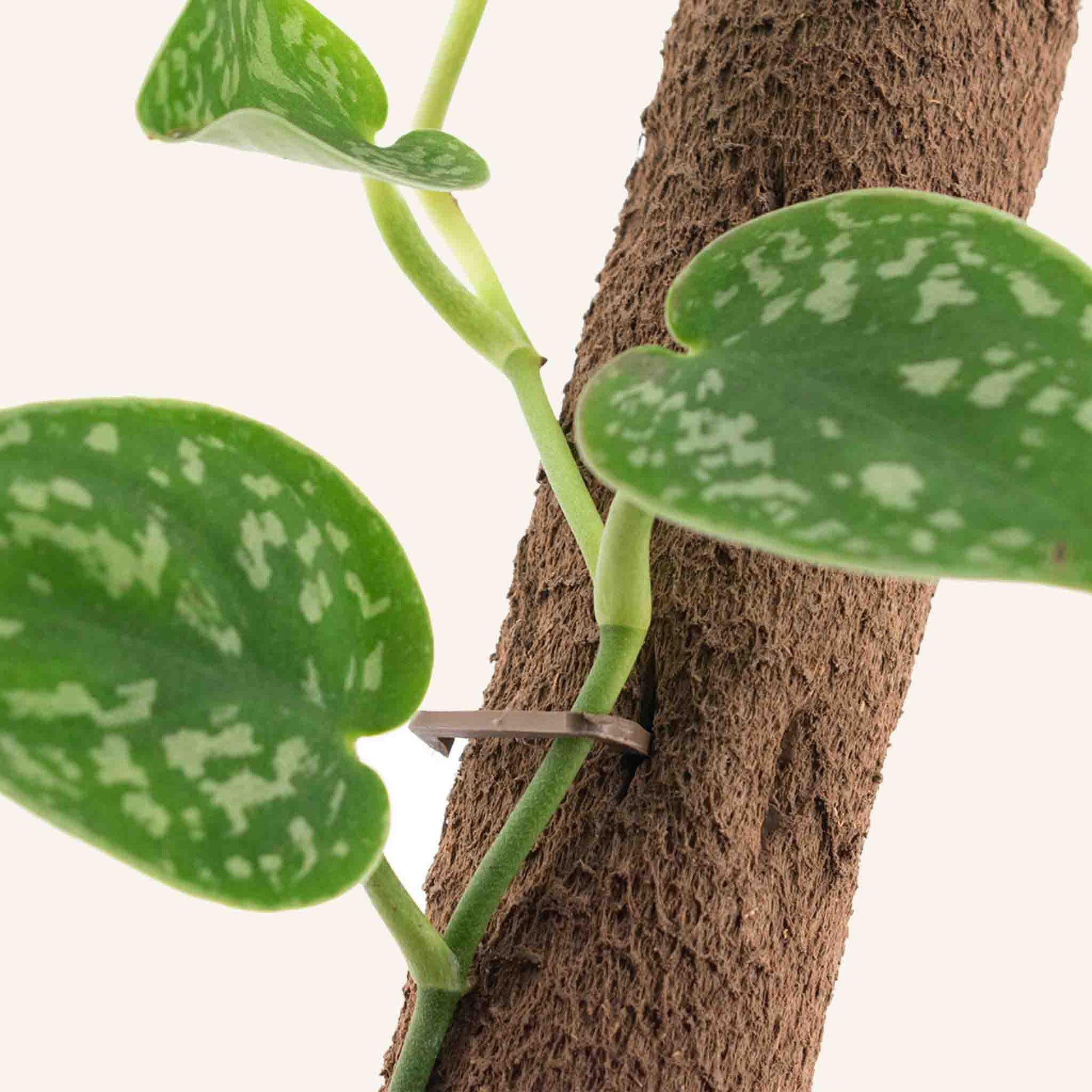 calathea moss pole Buy Kratiste Biobased Climbing Moss Pole ? ✓ Fast shipping – Sybotanica