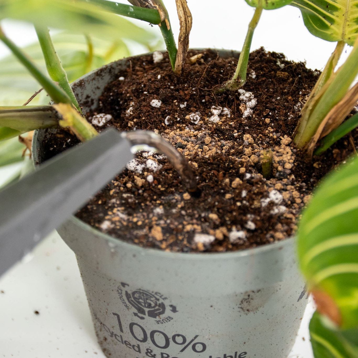 Tropical BIO Slow-Release Plant Food