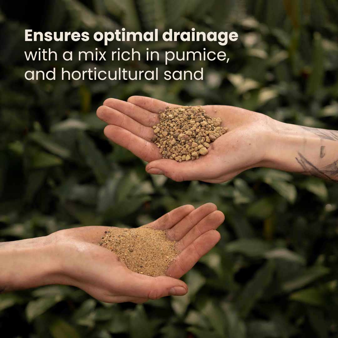 buy cactus soil Buy Cactus and succulent Soil Mix? ✓ Fast shipping – Sybotanica