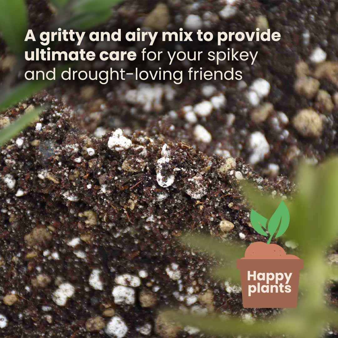 cactus soil for strawberries Buy Cactus and succulent Soil Mix? ✓ Fast shipping – Sybotanica