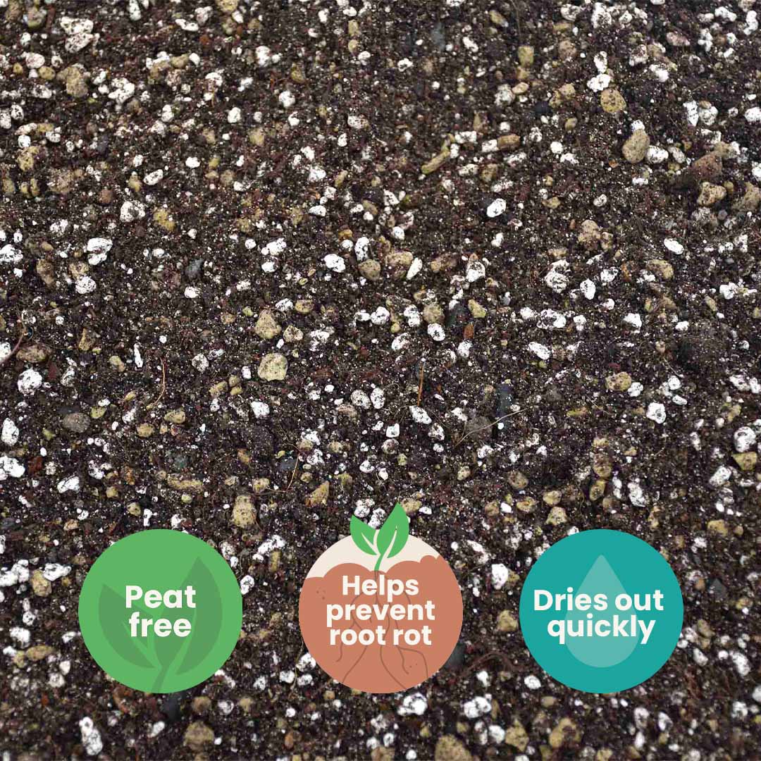 Buy Cactus and succulent Soil Mix? ✓ Fast shipping – Sybotanica