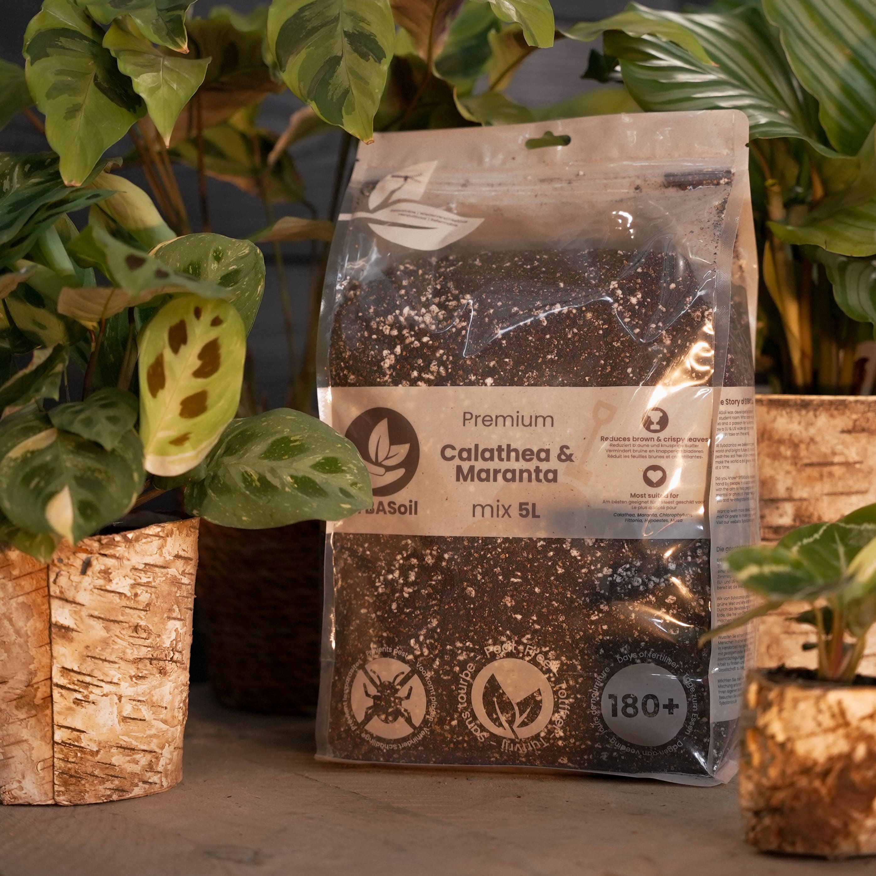 Tropical Jungle Welcome Bundle – Sybotanica