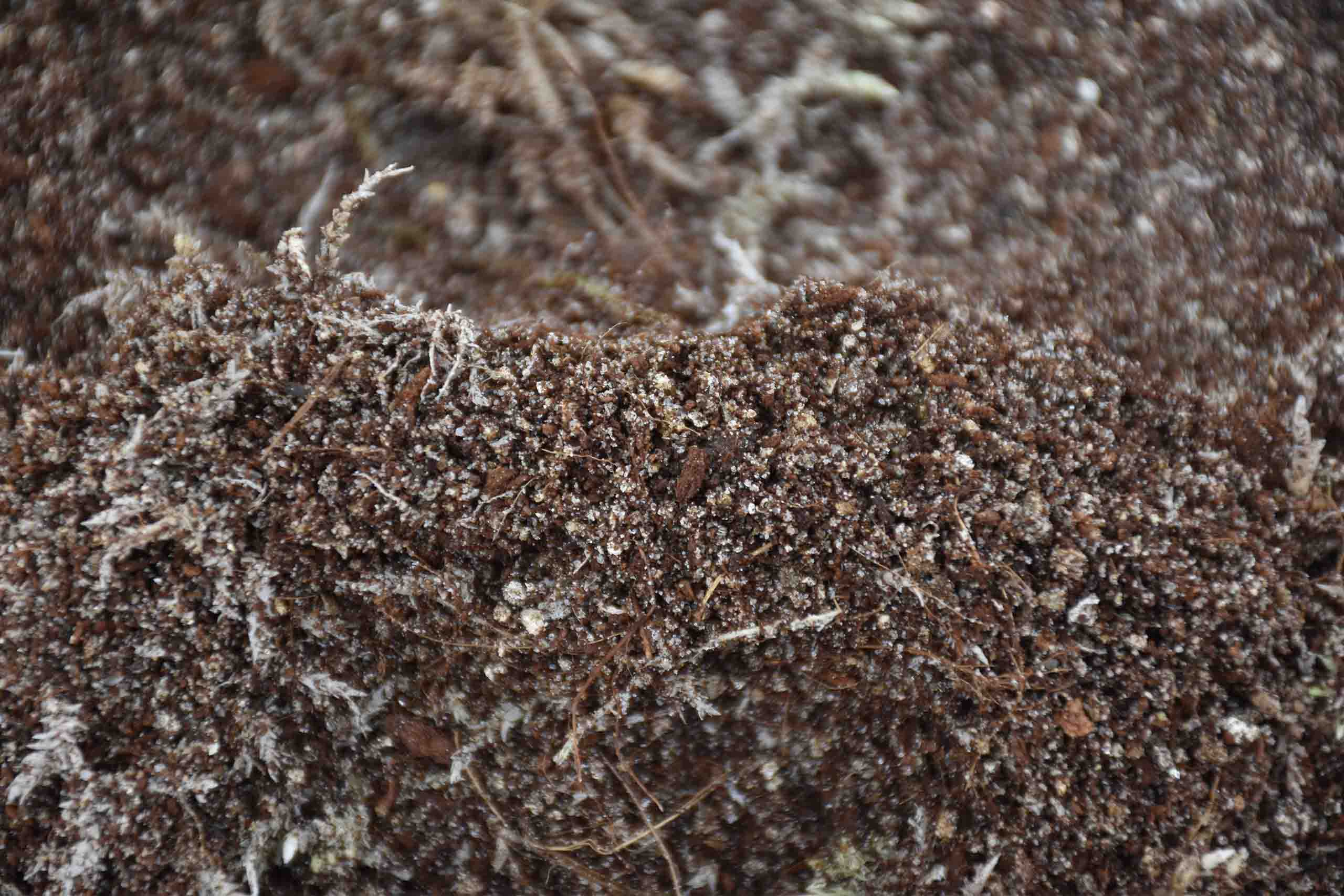 Buy Soil Mix for Carnivorous plants? ✓ Shipped Quickly – Sybotanica