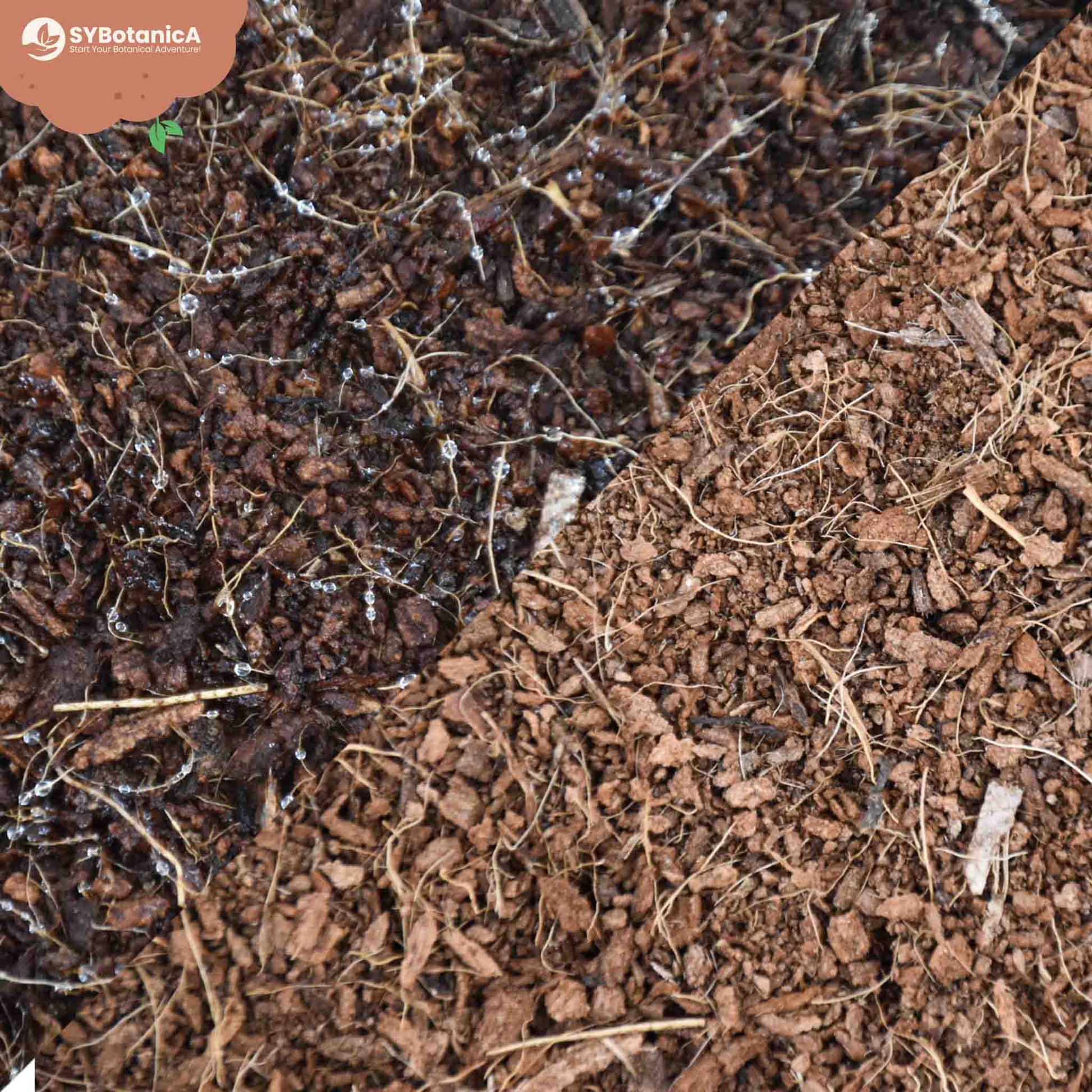 succulent soil coco coir Buy Coco Coir? ✓ Shipped Quickly! – Sybotanica