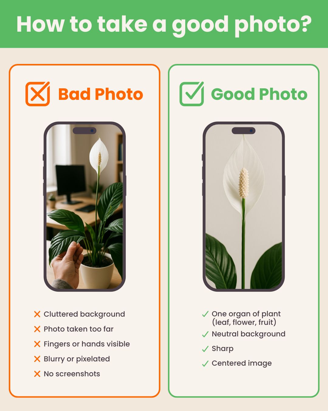 SYBAScan: Free Houseplant Identifier Online – Sybotanica