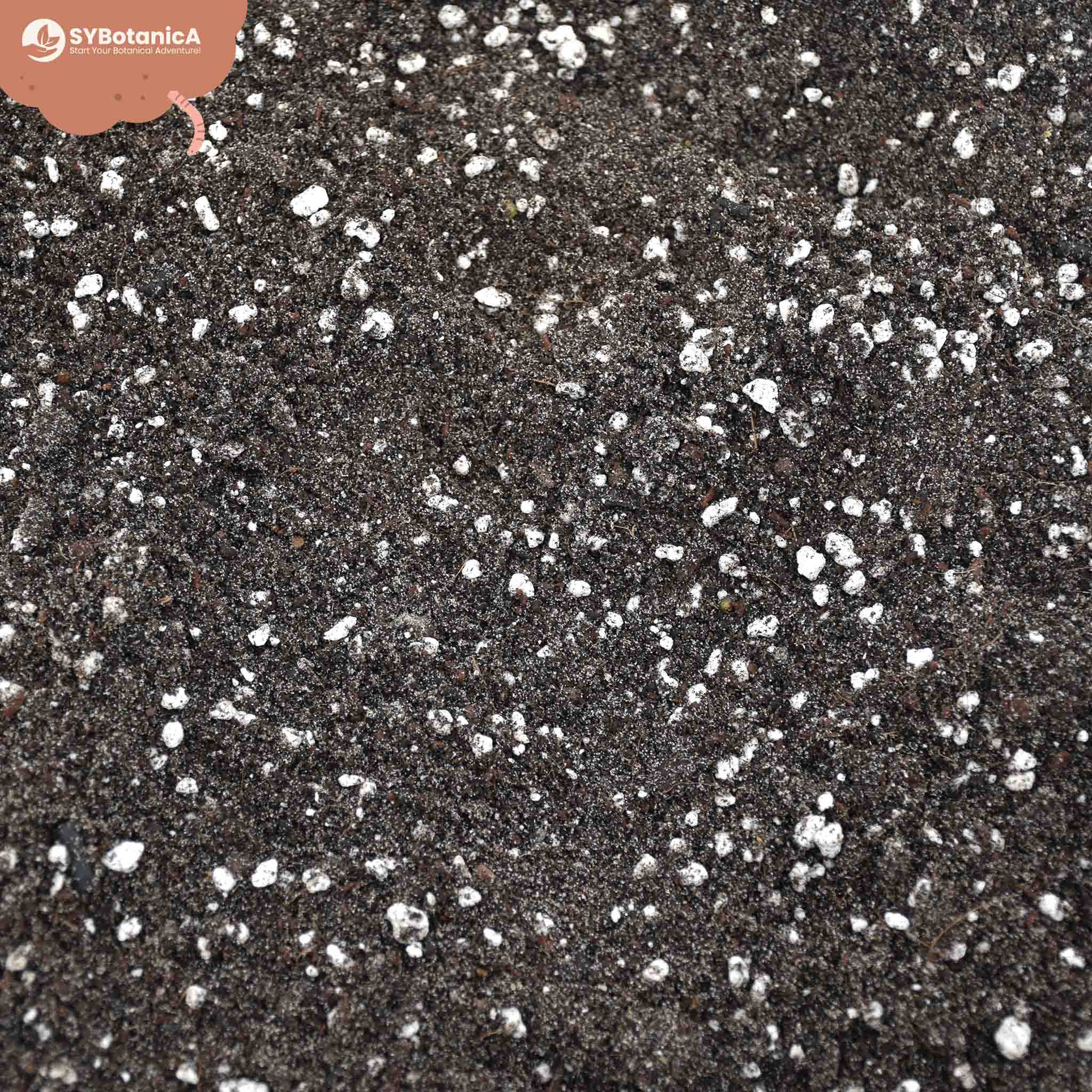 Buy Fern Soil Mix? ✓ Ordered before 16:30, shipped today – Sybotanica