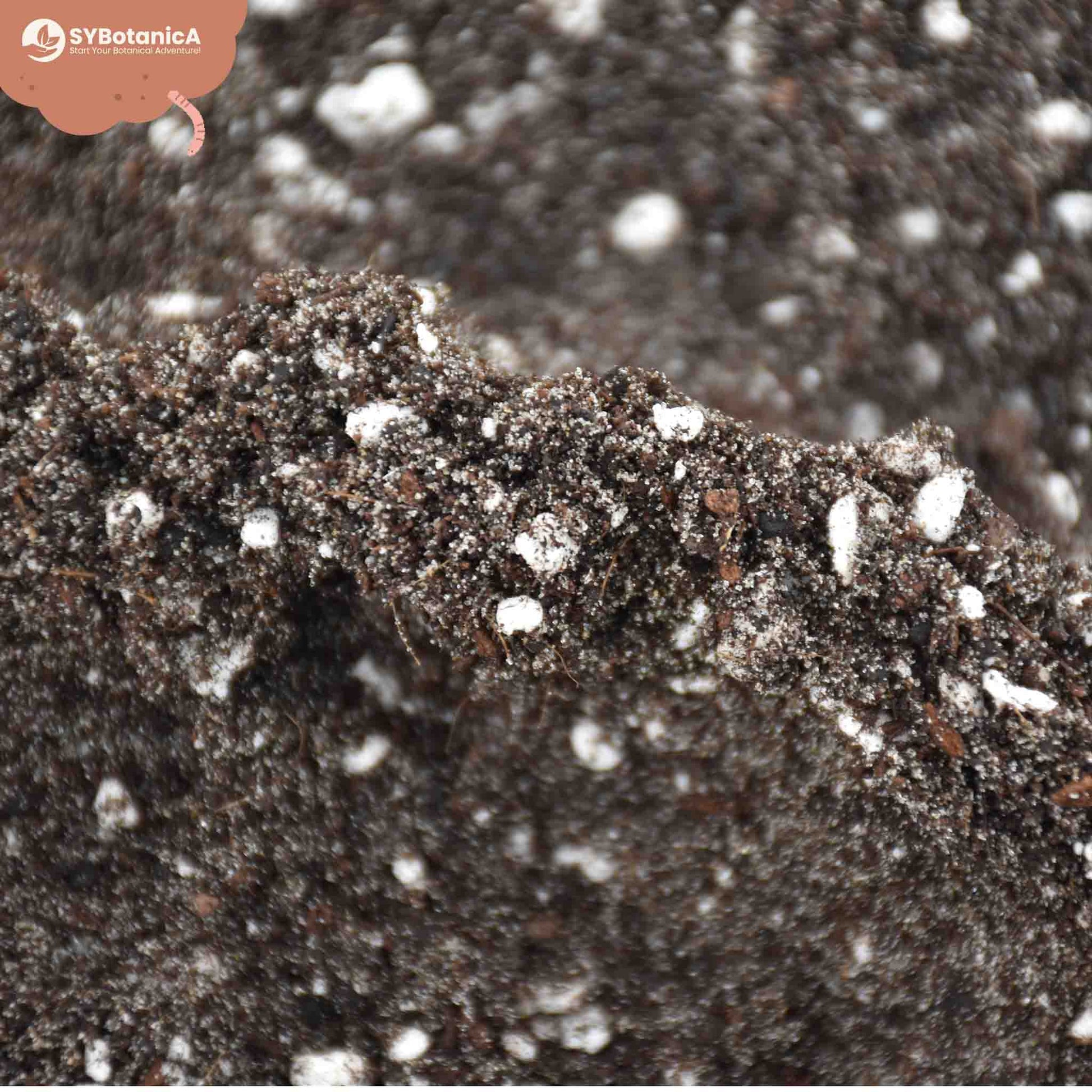 cactus soil for ferns Buy Fern Soil Mix? ✓ Ordered before 16:30, shipped today – Sybotanica