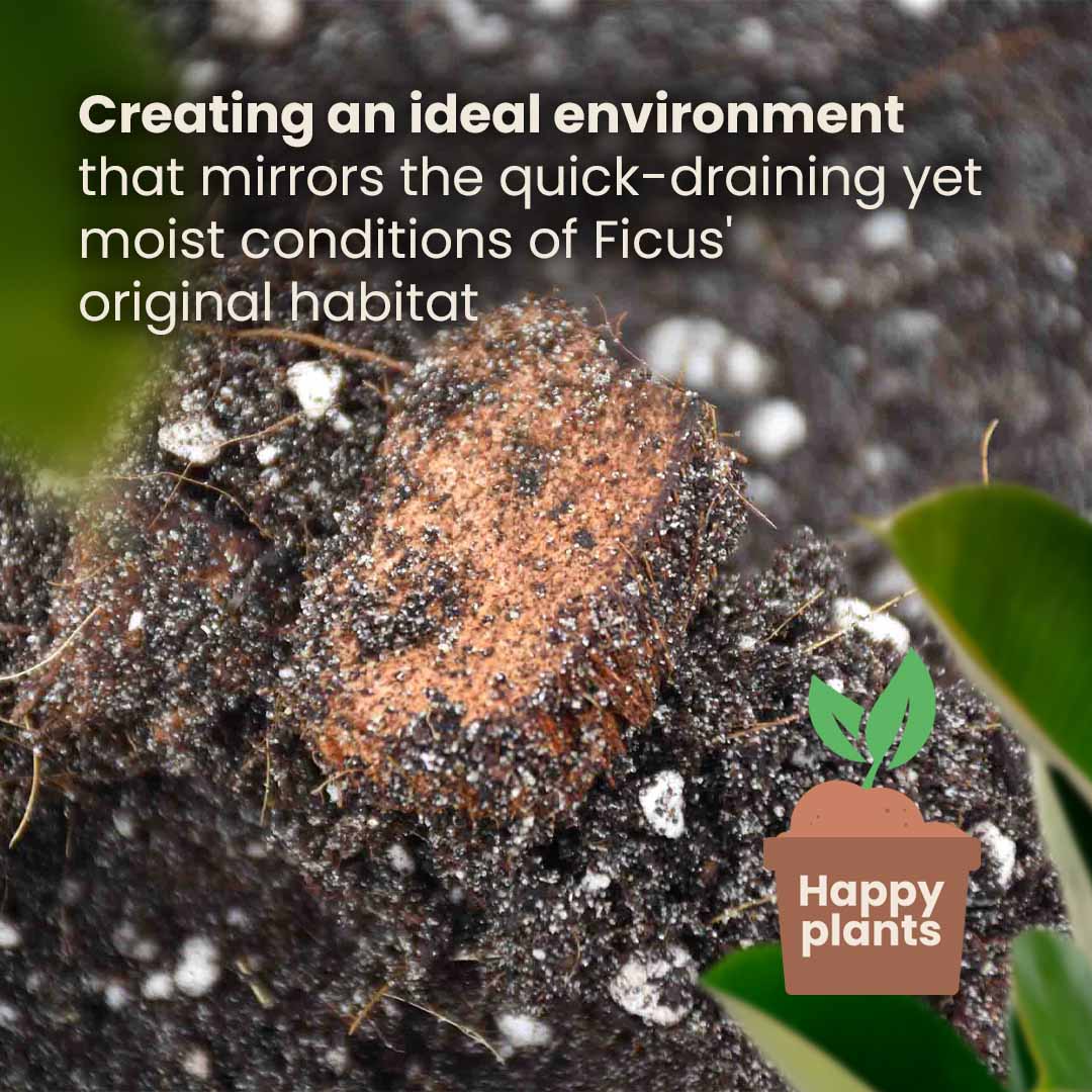 can i use cactus soil for ficus Buy Ficus Soil Mix? Ordered before 16:30, shipped today – Sybotanica