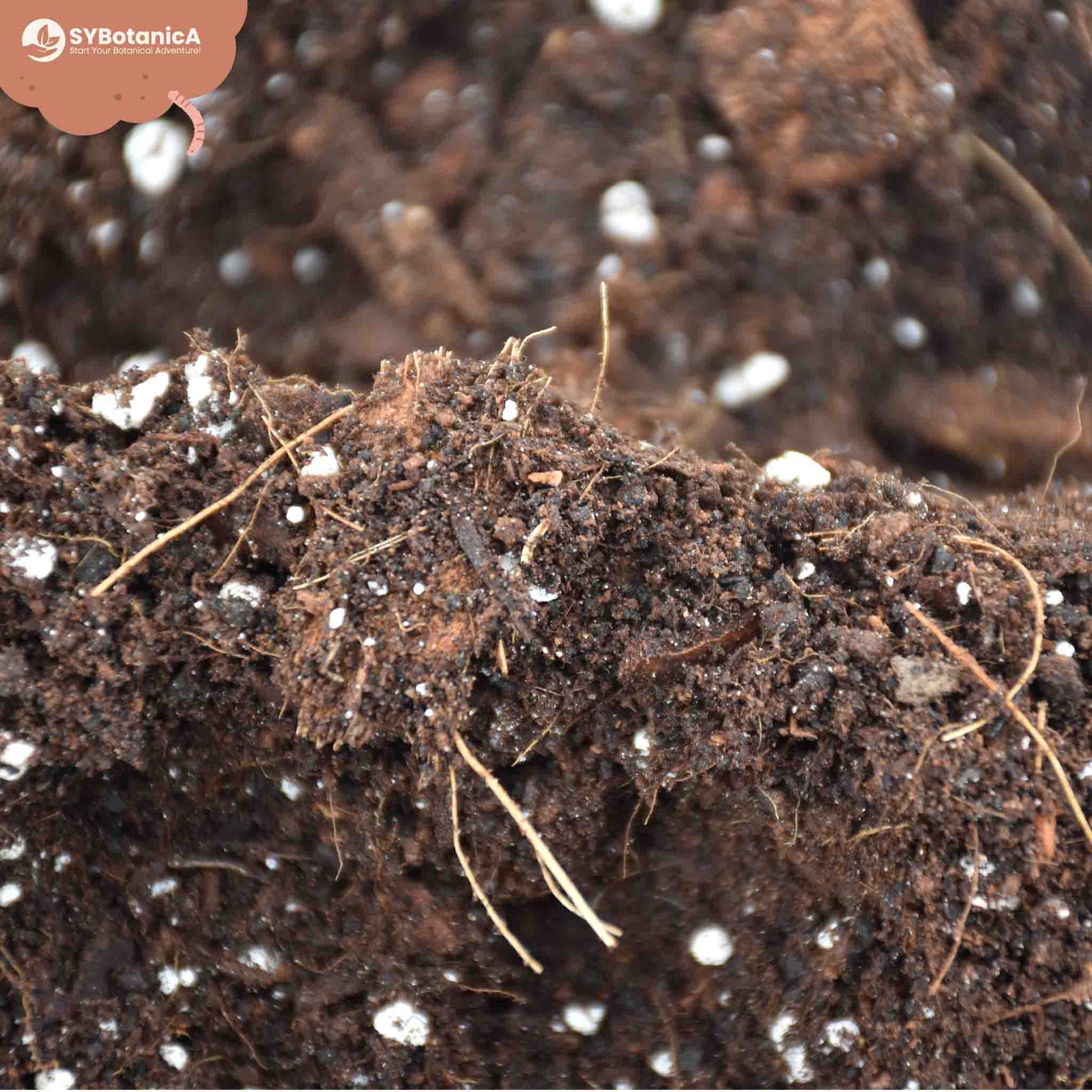 potting soil for hoya plant Buy Hoya Soil Mix? Ordered before 16:30, shipped today – Sybotanica