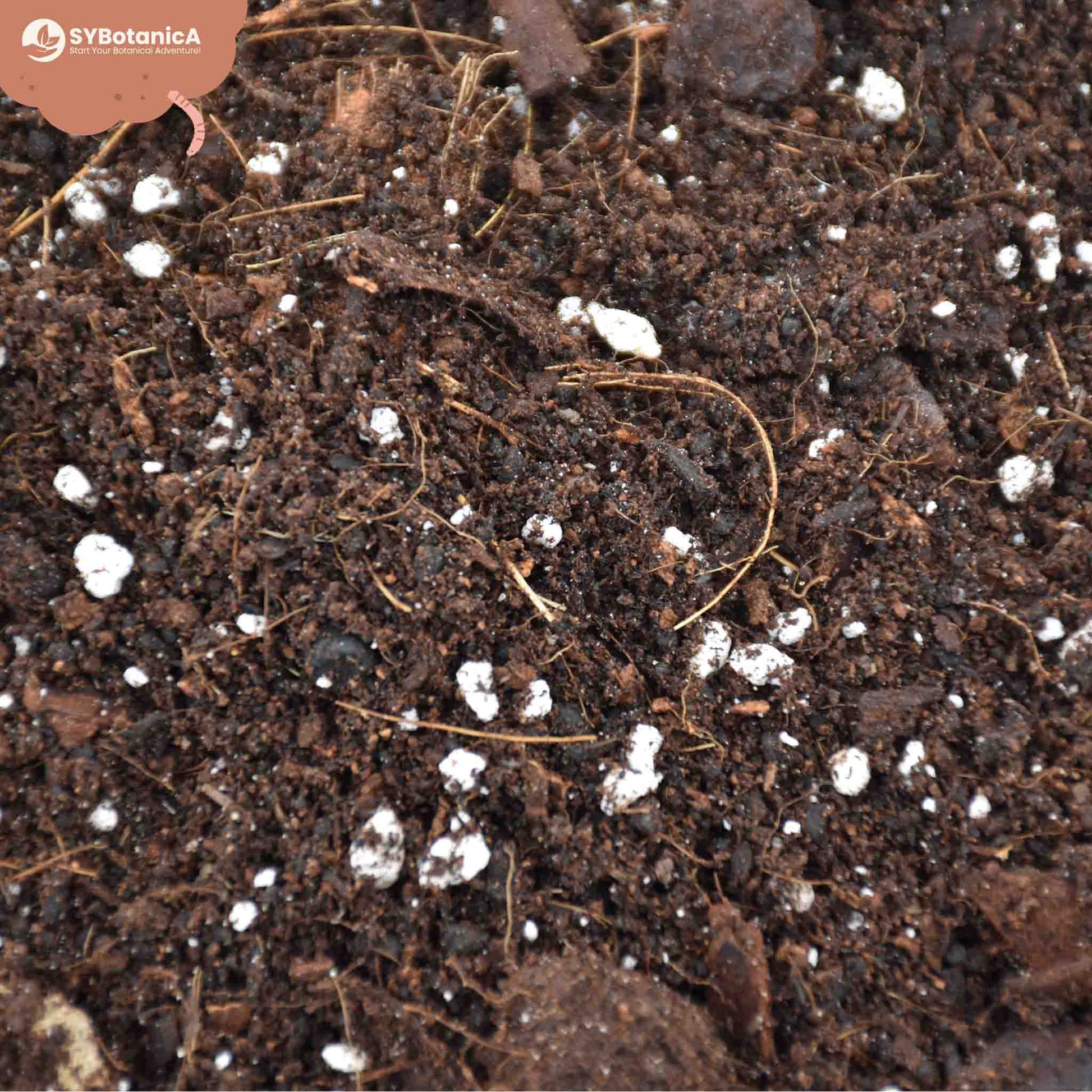 hoya plant potting mix Buy Hoya Soil Mix? Ordered before 16:30, shipped today – Sybotanica