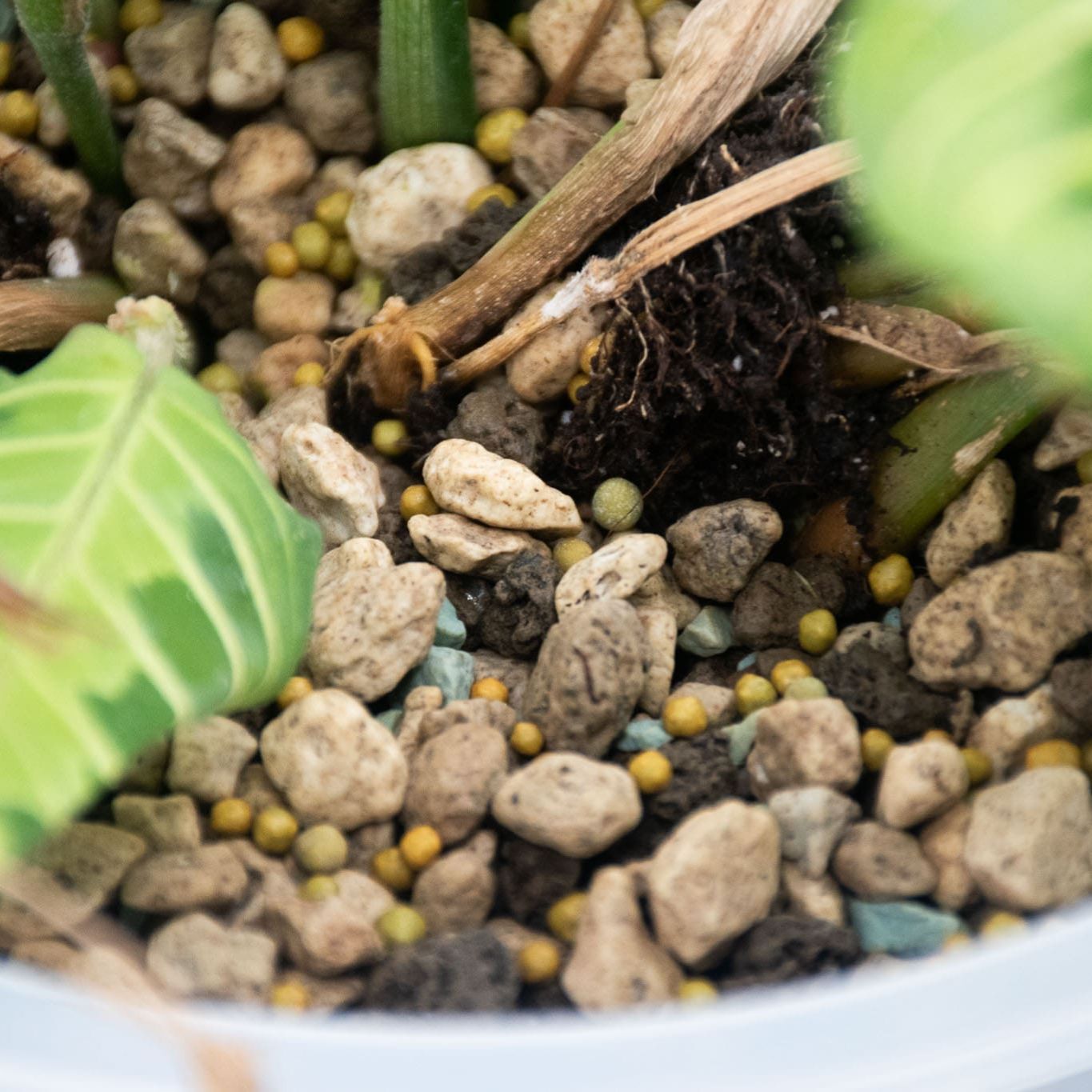 food for potted plants Buy SYBASupport Tropical Slow-Release Plant Food? ✓ Quick Shipping – Sybotanica