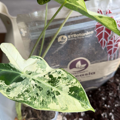 Alocasia Mix