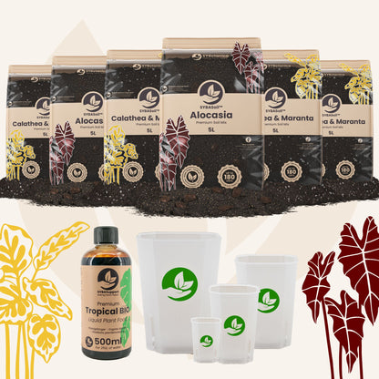 Pacchetto benvenuto Giungla tropicale