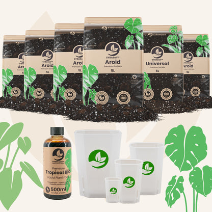 Pacchetto benvenuto Monstera & Philodendron