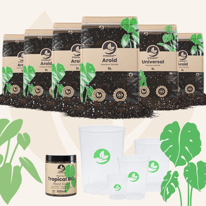 Pacote de boas-vindas com Monstera e Filodendro