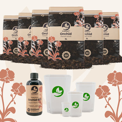 Pacchetto benvenuto Orchidea