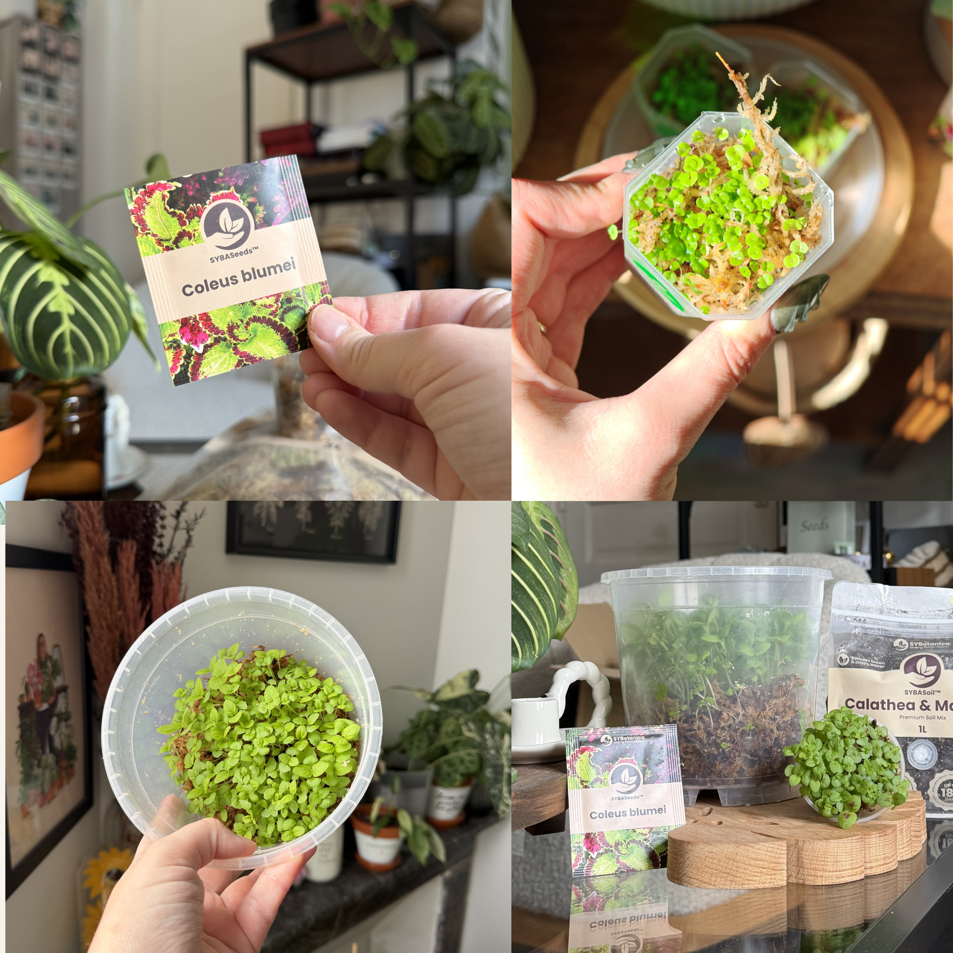 Coleus-frøpose og spirende frøplanter i beholdere, opgraderingskit til planteelskere