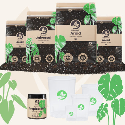 Pacote de boas-vindas com Monstera e Filodendro