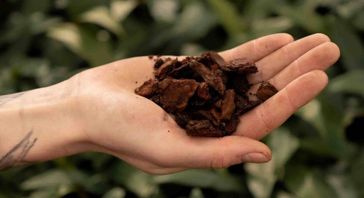 Orchid Bark in a hand