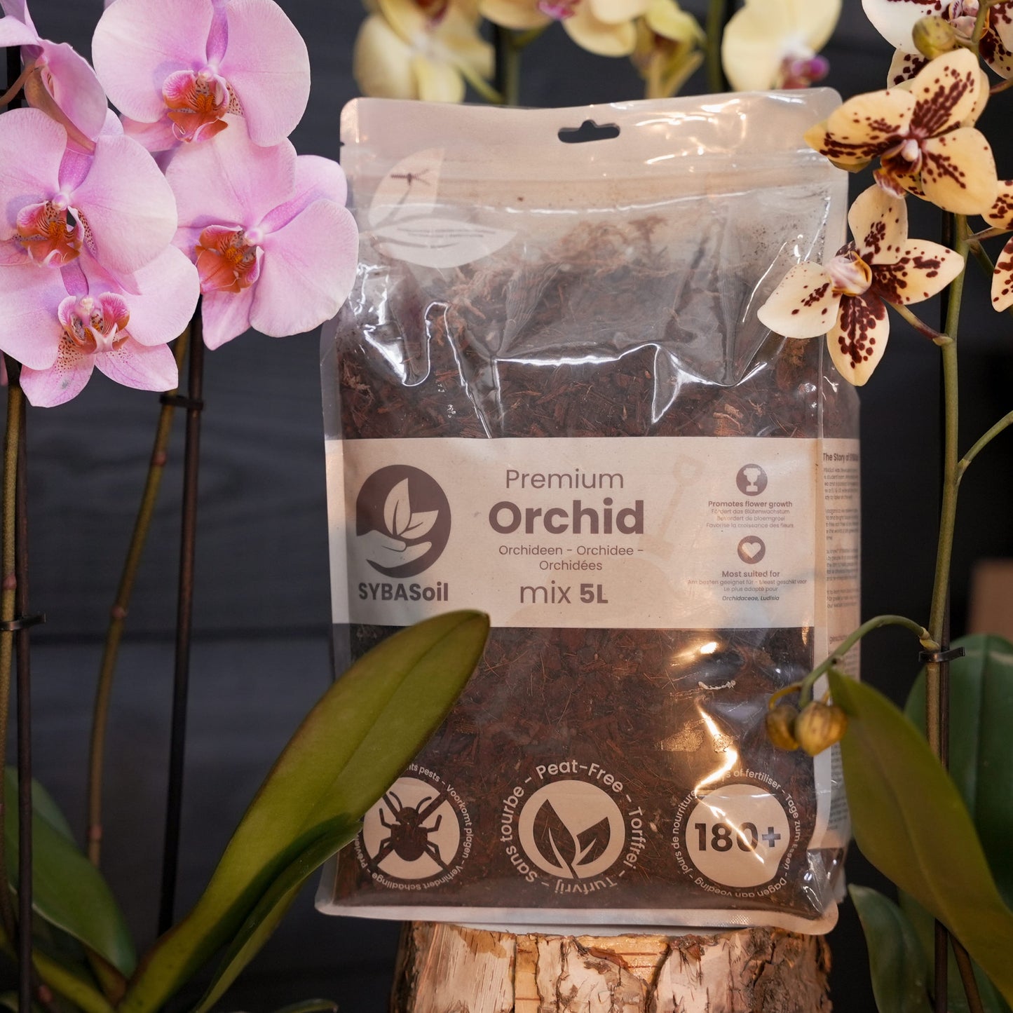 Happy Orchid Starter Bundle