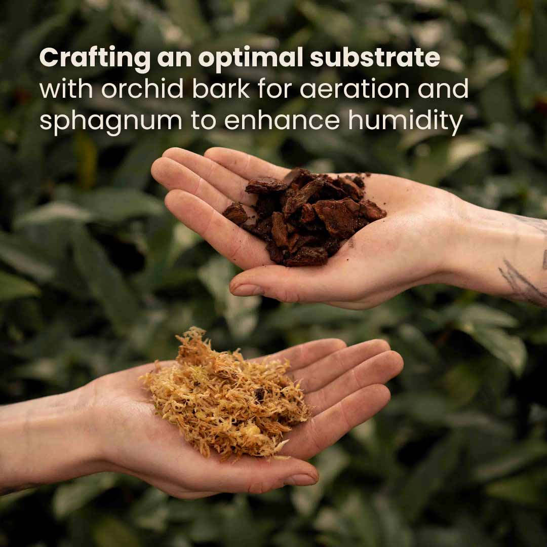 Buy Orchid Soil Mix? ✓ Ordered at 16:30, shipped today – Sybotanica