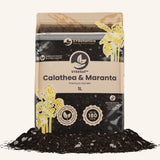 Calathea & Maranta-Erde