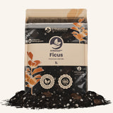 Ficus-Erde
