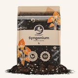 Syngonium-Erde
