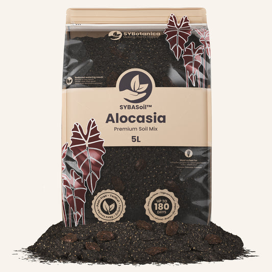 Alocasia Mix
