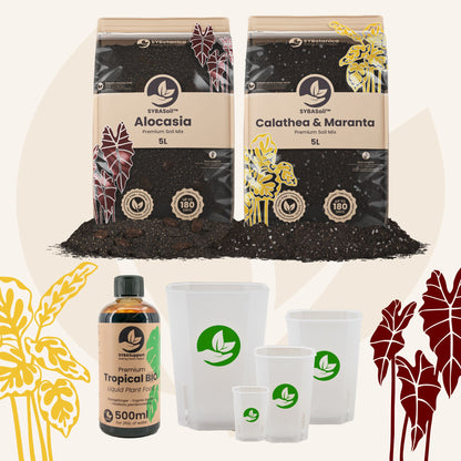 Pacchetto benvenuto Giungla tropicale