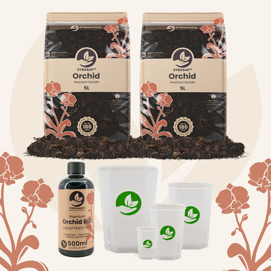 Pacchetto benvenuto Orchidea