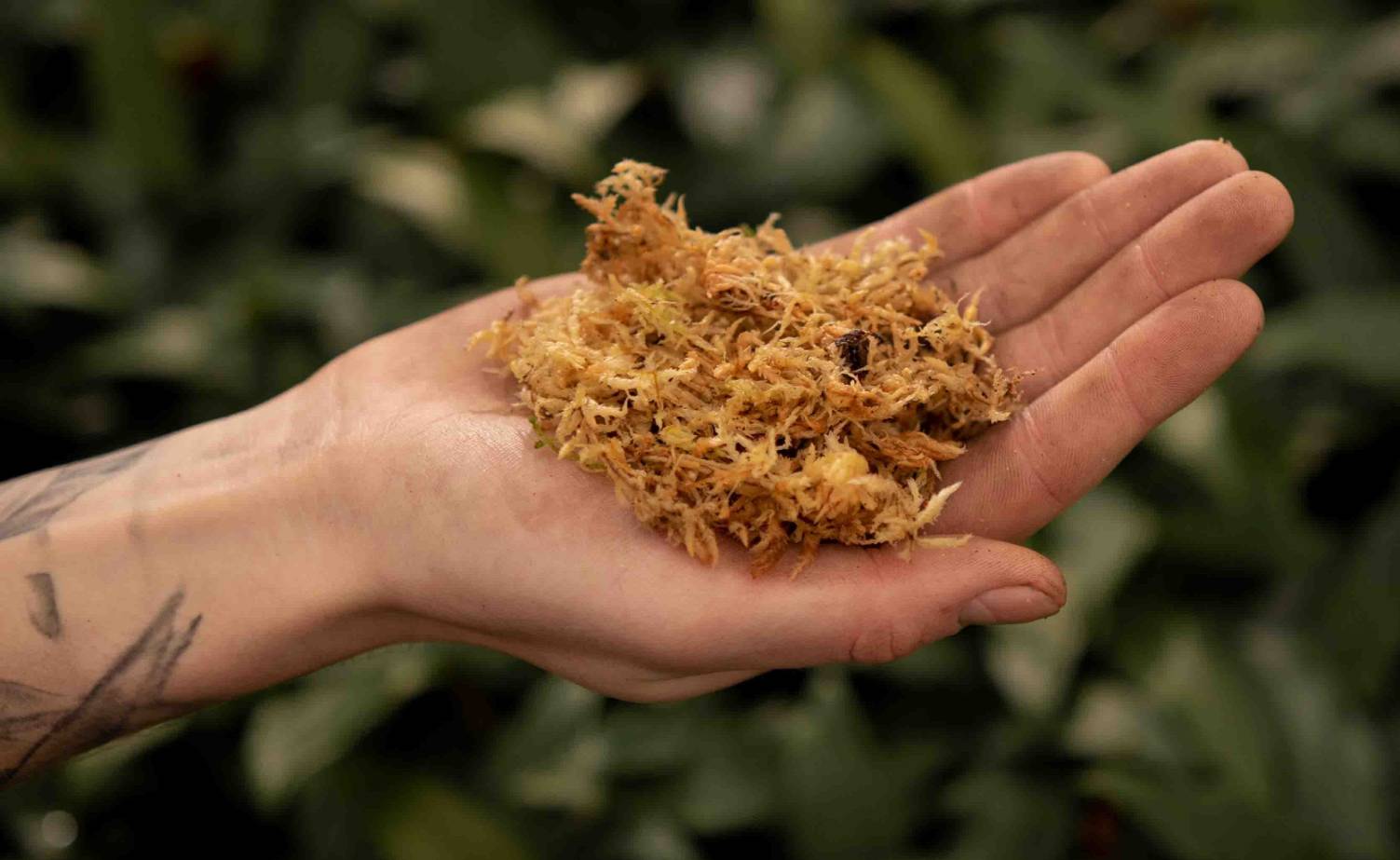 Sphagnum moss in a hand