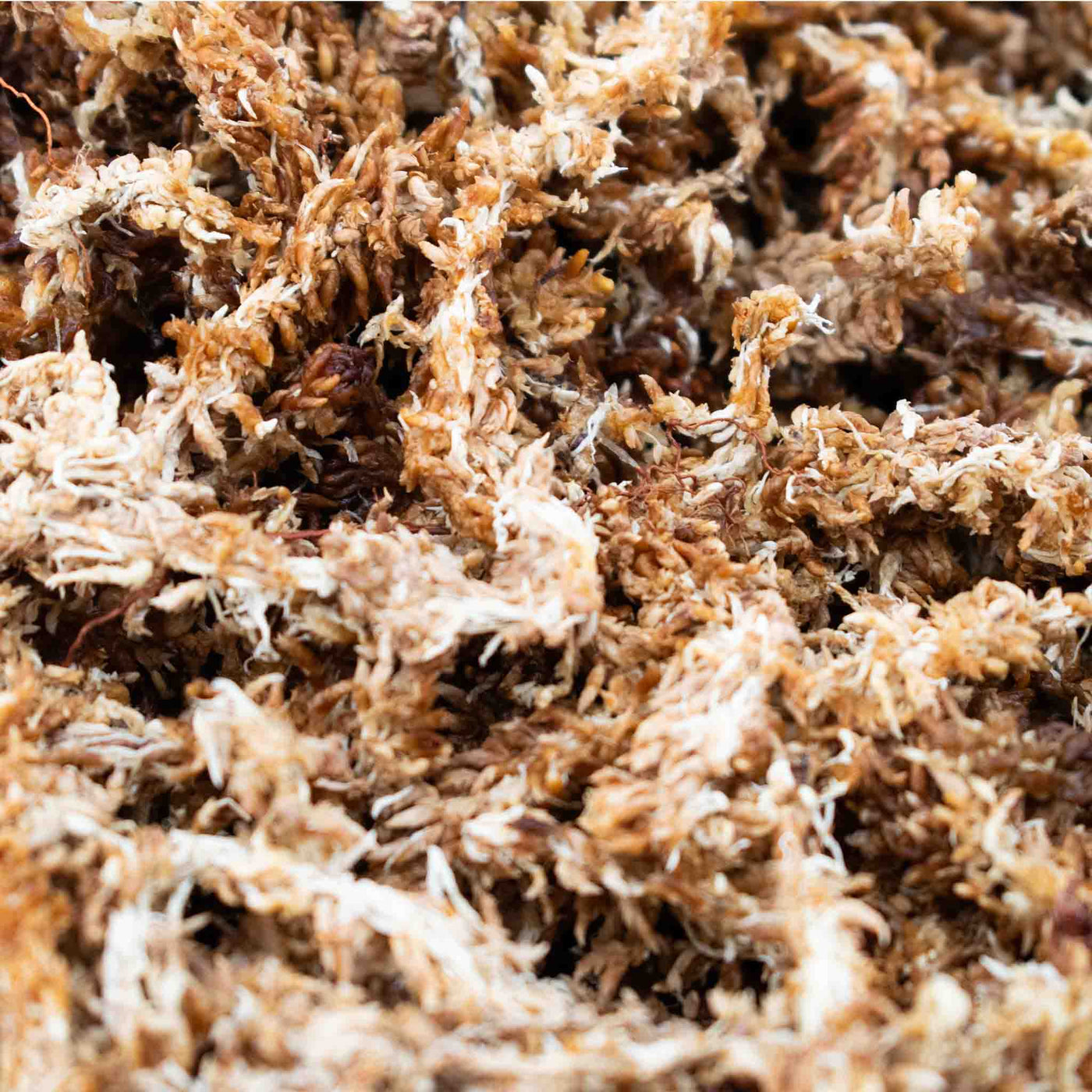 Pressed Sphagnum moss (Argentinian)