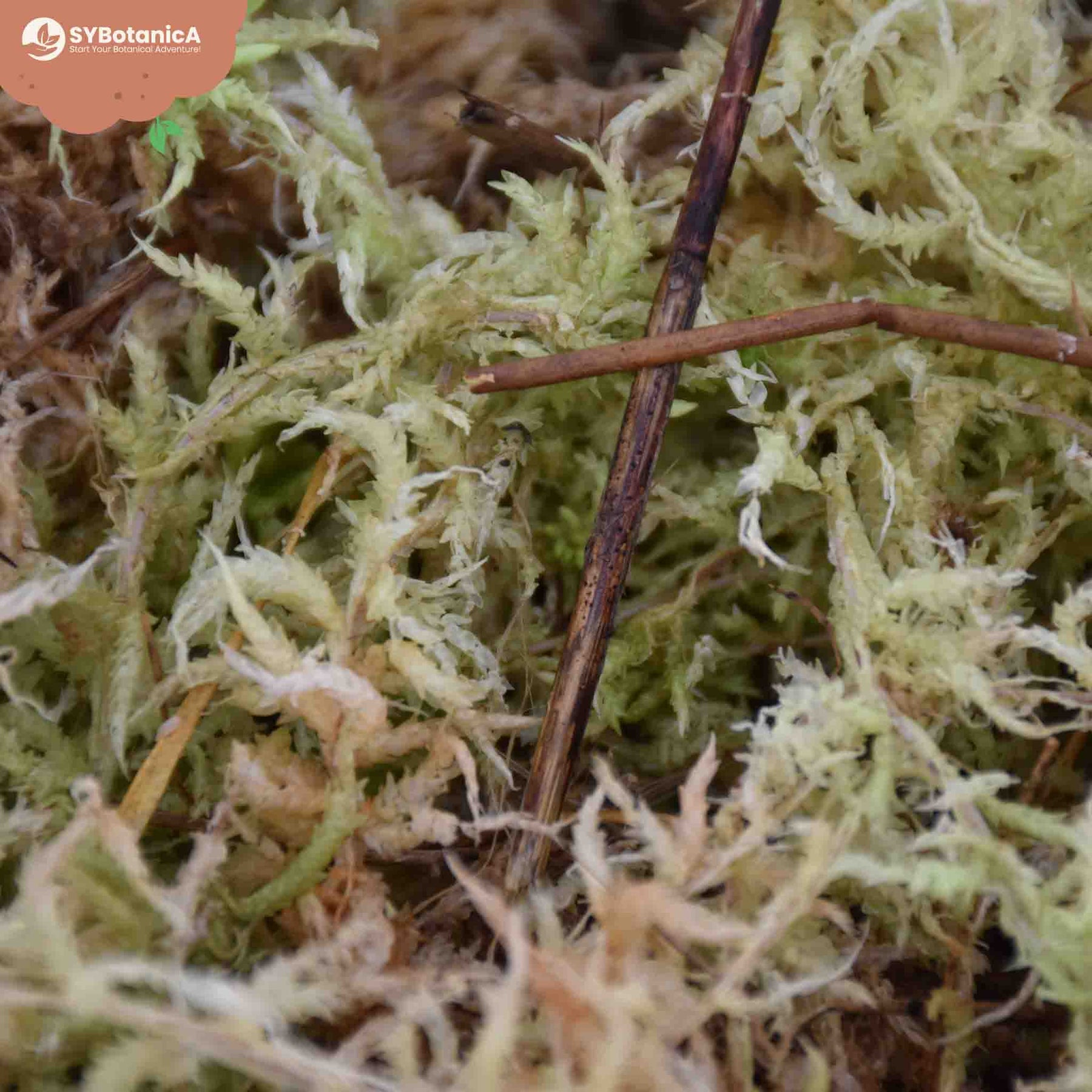 Dry Sphagnum Moss-Bulk 140343 – FittoniaMania