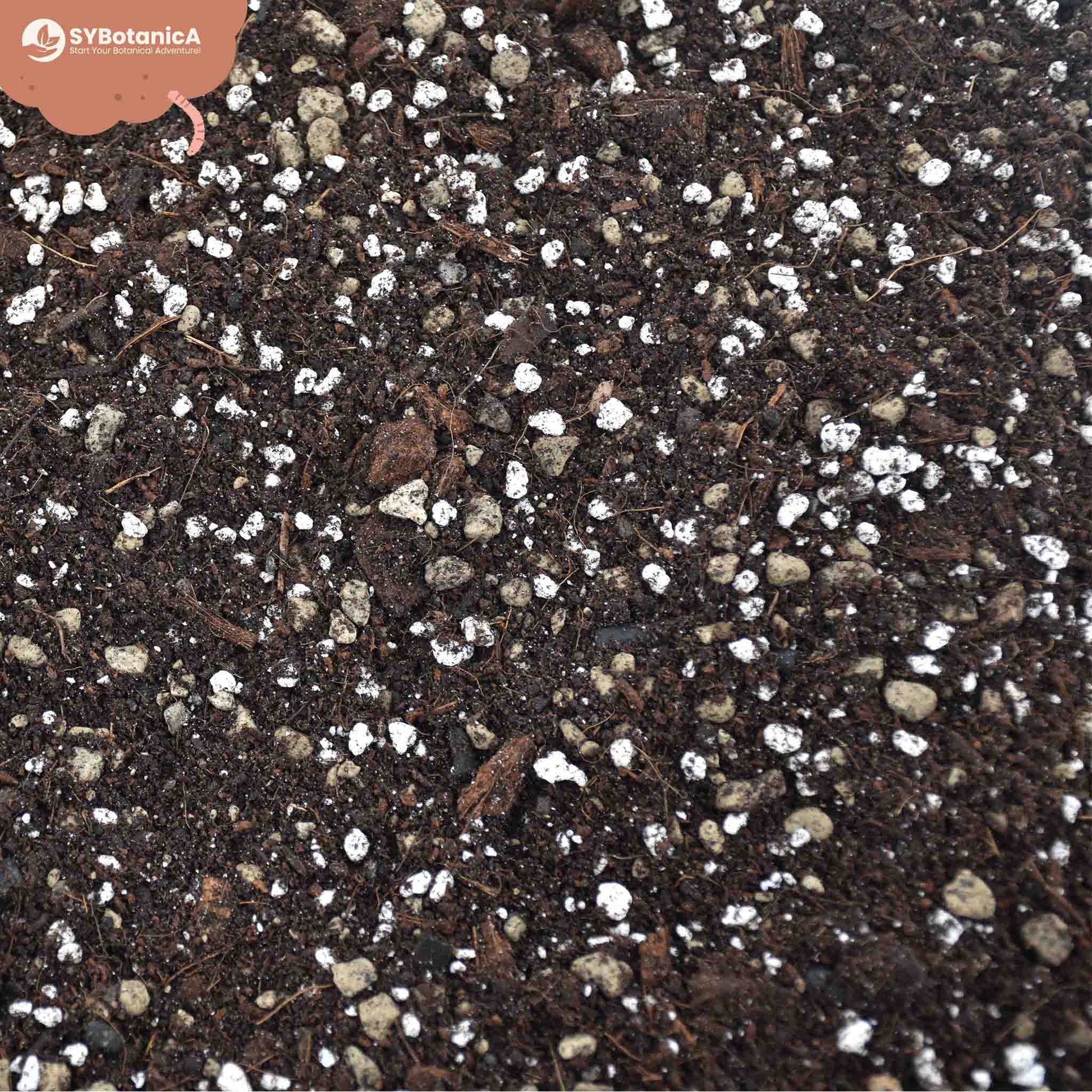 fertilizer for syngonium plant Buy Syngonium Soil Mix? ✓ Shipped Quickly – Sybotanica